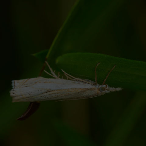 Pasture Grass-veneer