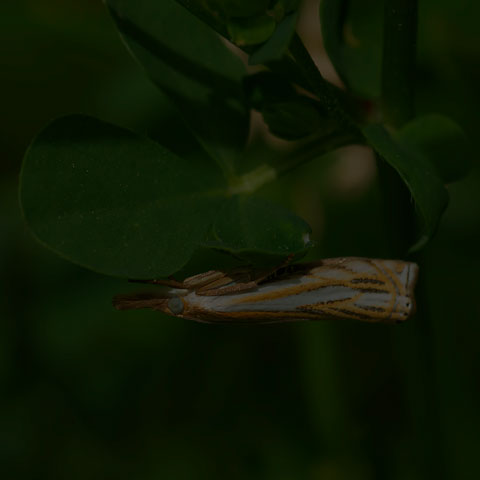 Pasture Grass-veneer