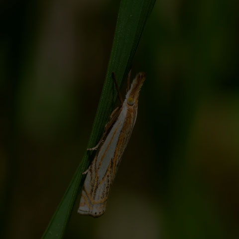 Pasture Grass-veneer
