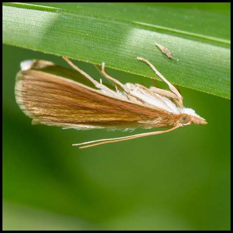 Streaked Orange Moth