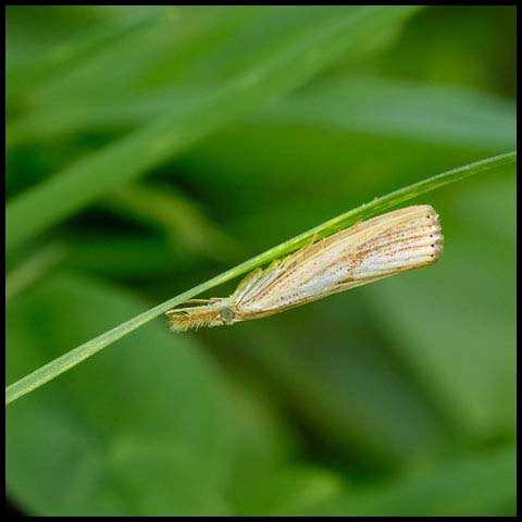 Vagabond Sod Webworm