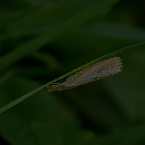 Vagabond Sod Webworm