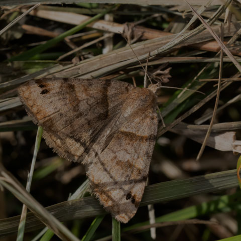 Clover Looper