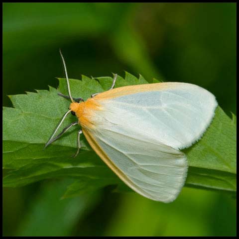 Delicate Cycnia Moth