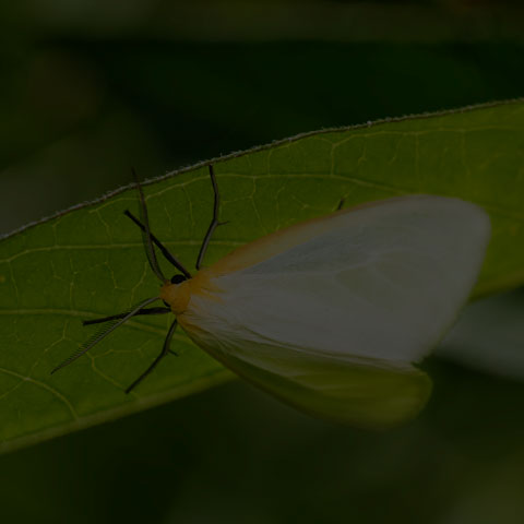 Delicate Cycnia Moth