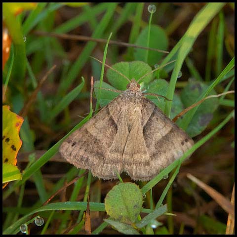 Forage Looper