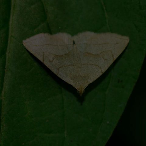 Grayish Fan-foot
