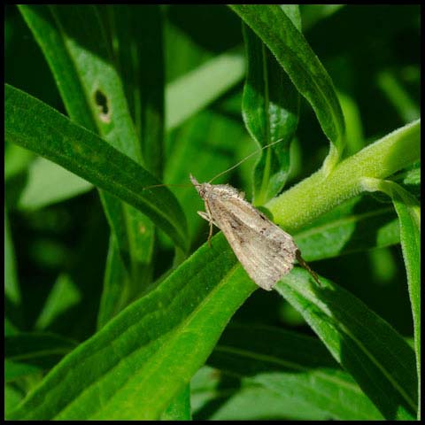 Green Cloverworm