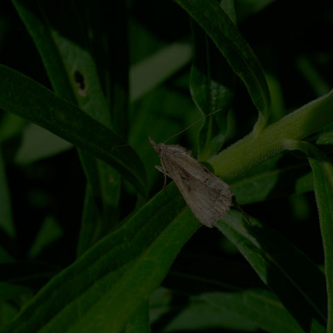 Green Cloverworm
