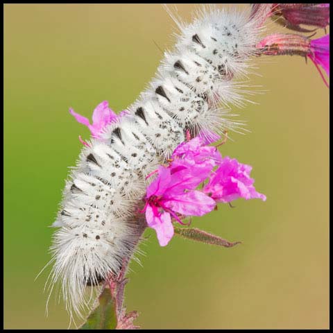 Hickory Tussock Moth
