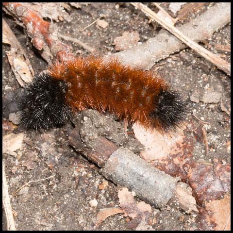 Isabella Tiger Moth