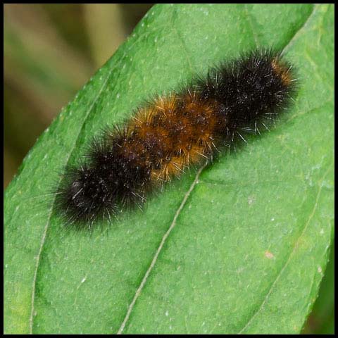 Isabella Tiger Moth