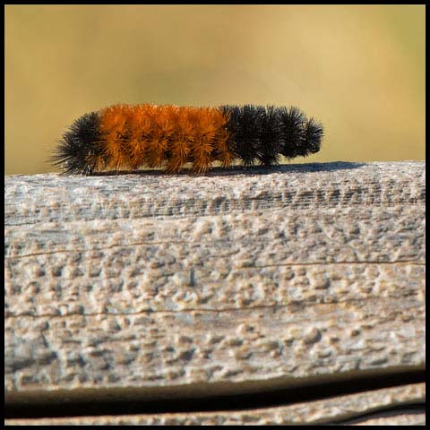 Isabella Tiger Moth