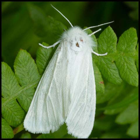 Pink-legged Tiger Moth
