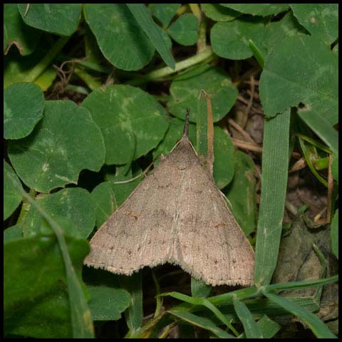 Speckled Renia Moth