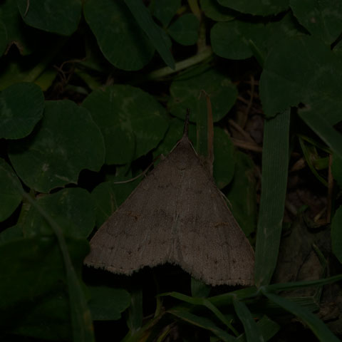 Speckled Renia Moth
