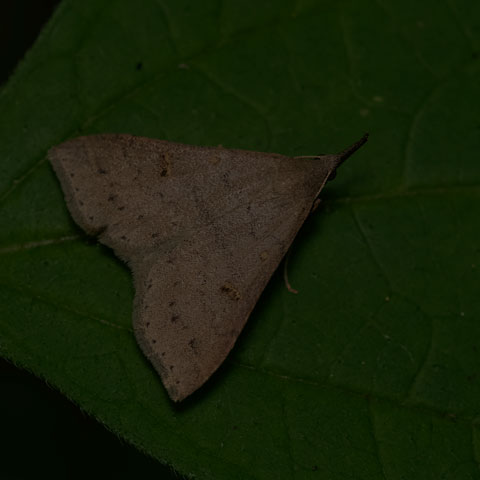 Speckled Renia Moth