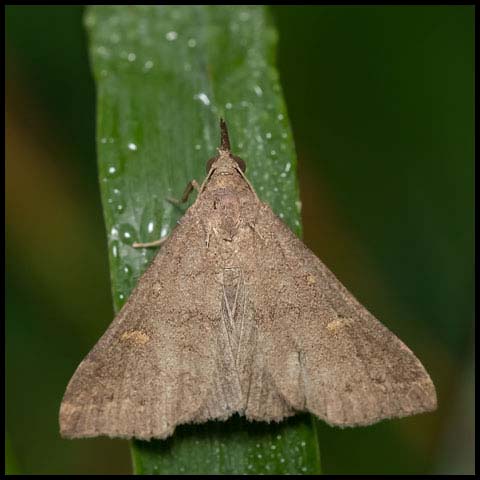 Speckled Renia Moth