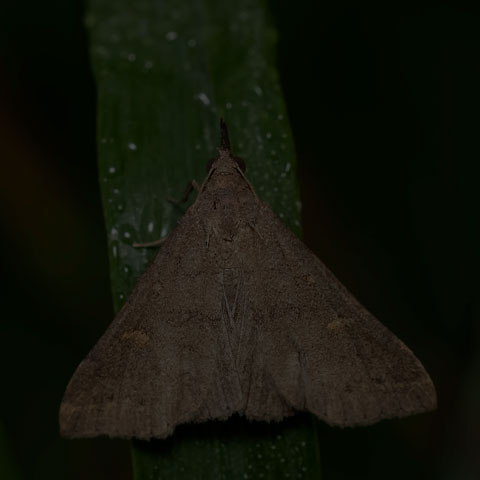 Speckled Renia Moth