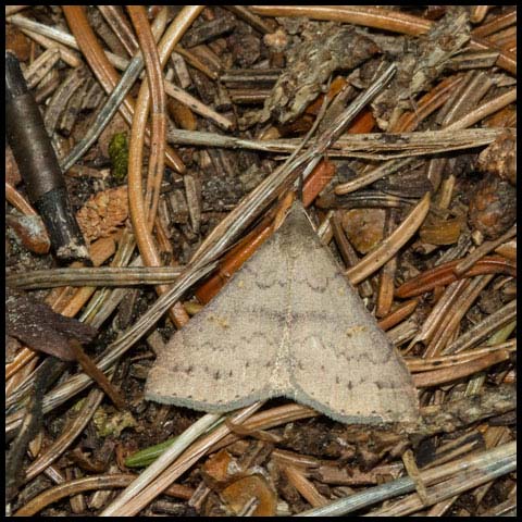 Speckled Renia Moth