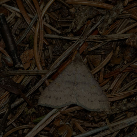 Speckled Renia Moth