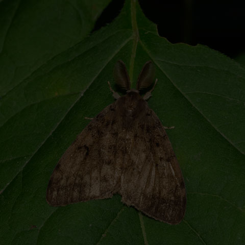 Spongy Moth