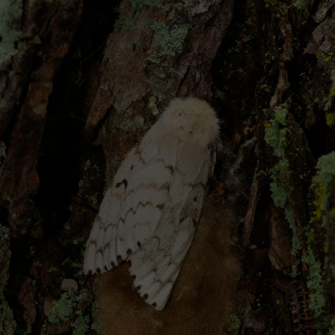 Spongy Moth