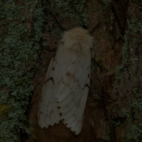Spongy Moth