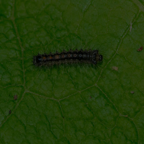 Spongy Moth