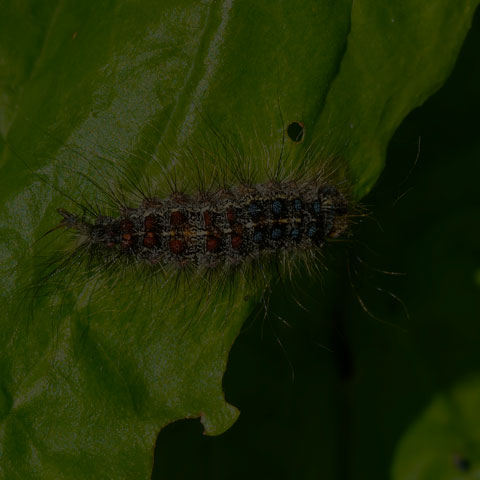 Spongy Moth