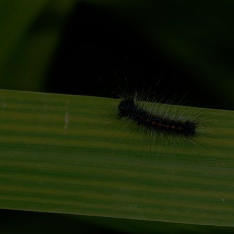 Spongy Moth