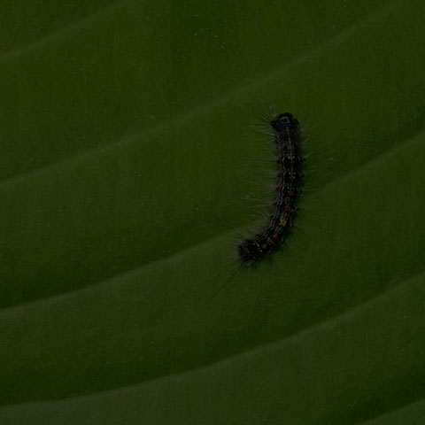 Spongy Moth