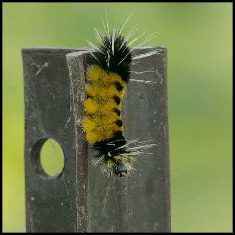Spotted Tussock Moth