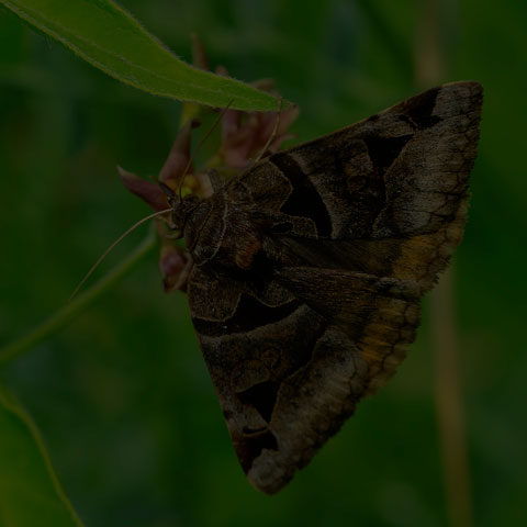 Toothed Somberwing