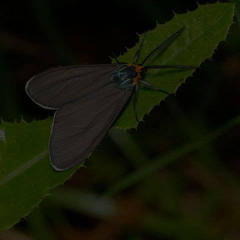 Virginia Ctenucha