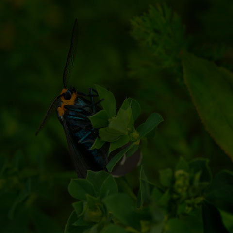 Virginia Ctenucha