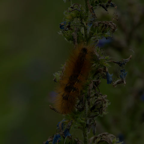 Virginian Tiger Moth