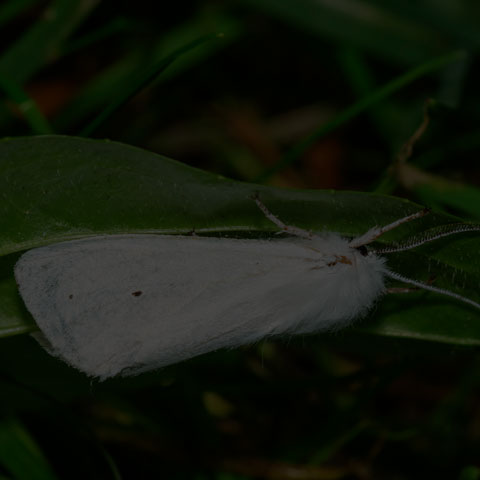 Virginian Tiger Moth