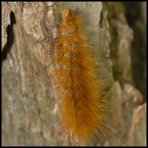 Virginian Tiger Moth