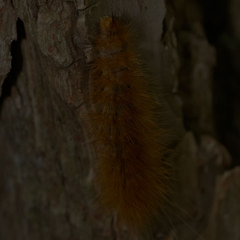 Virginian Tiger Moth