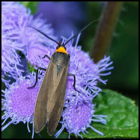 Yellow-collared Scape Moth