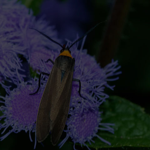 Yellow-collared Scape Moth