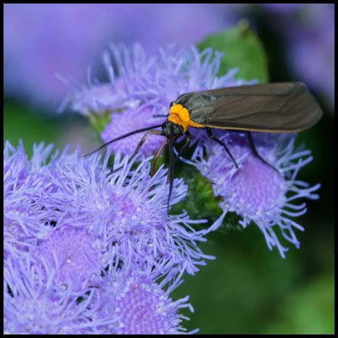 Yellow-collared Scape Moth
