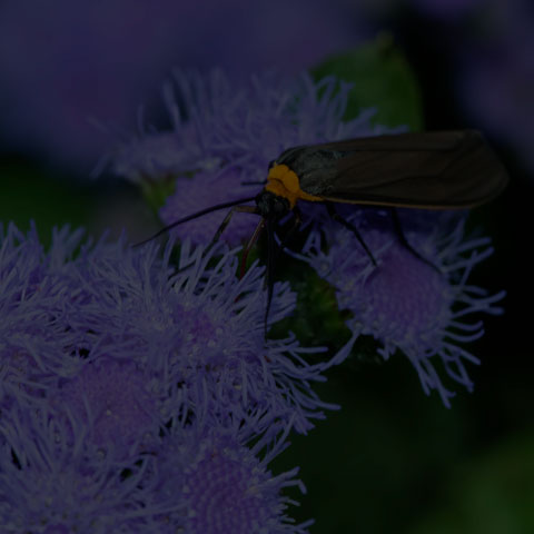 Yellow-collared Scape Moth