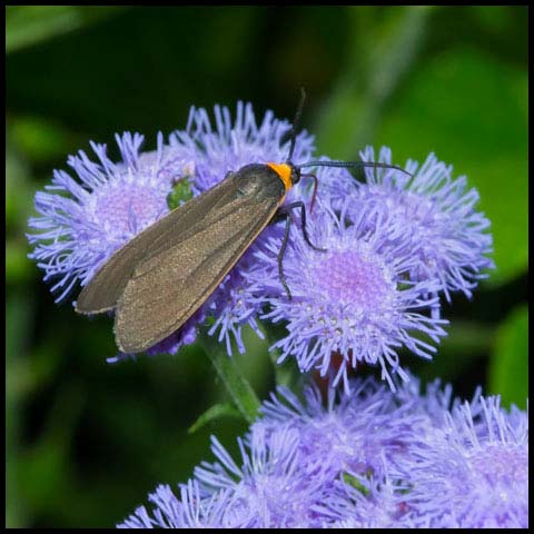 Yellow-collared Scape Moth