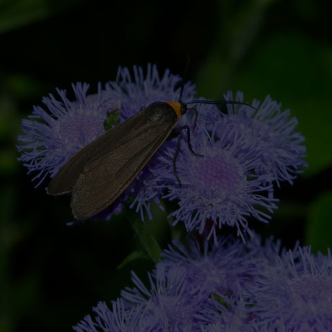 Yellow-collared Scape Moth