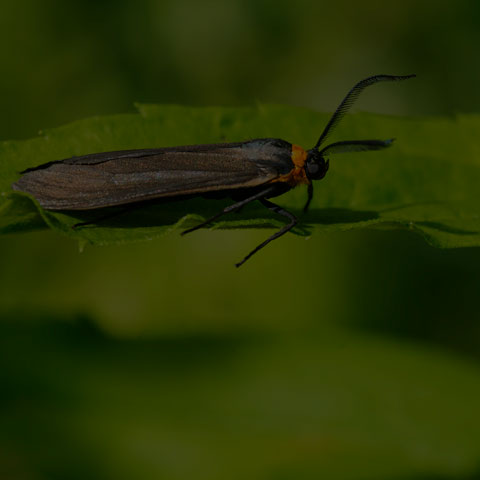 Yellow-collared Scape Moth