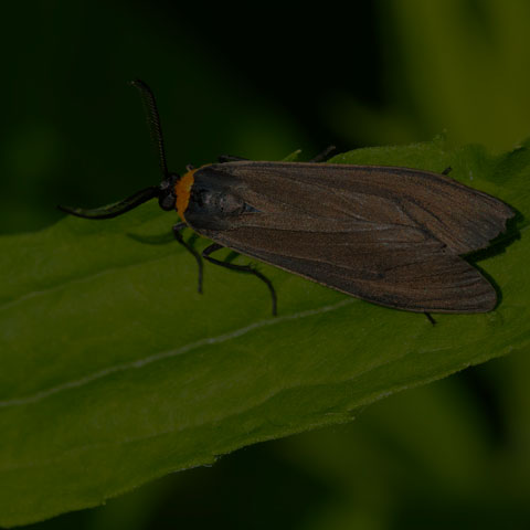 Yellow-collared Scape Moth