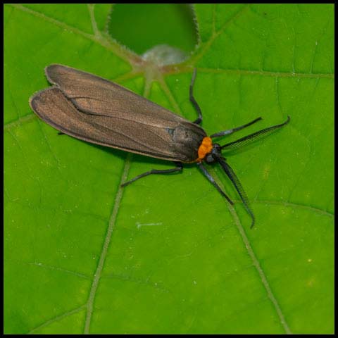 Yellow-collared Scape Moth