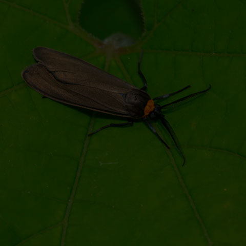 Yellow-collared Scape Moth